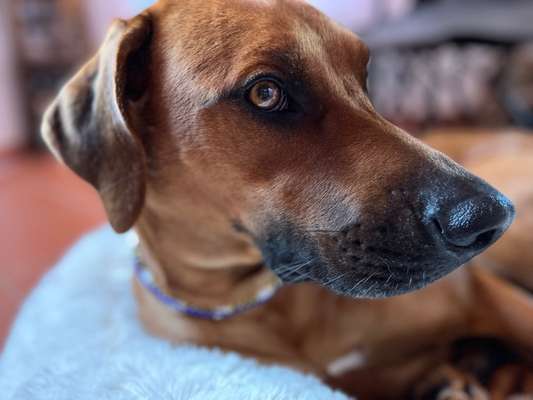 Rhodesian Ridgeback-Beitrag-Bild