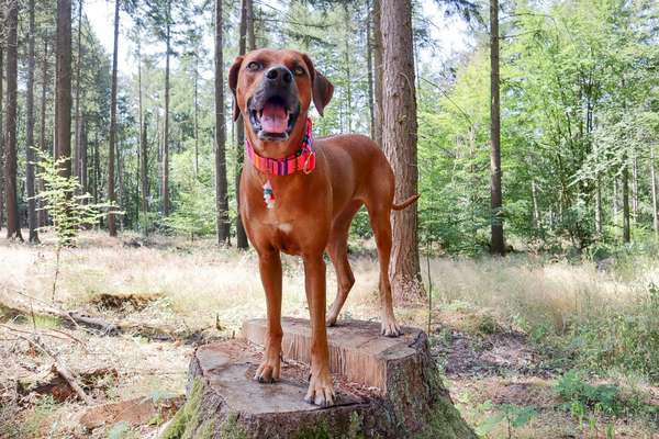 Rhodesian Ridgeback-Beitrag-Bild