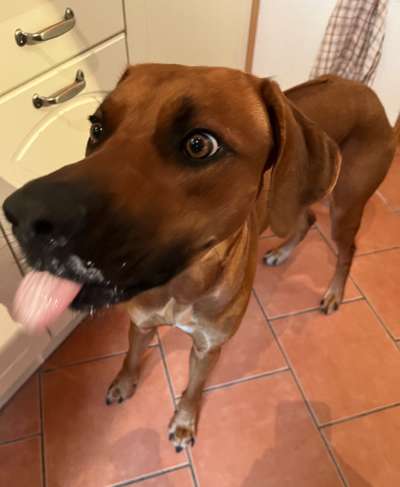 Rhodesian Ridgeback-Beitrag-Bild