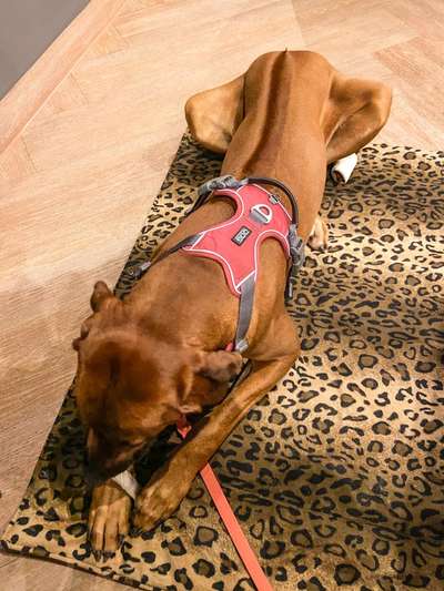 Rhodesian Ridgeback-Beitrag-Bild