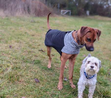 Rhodesian Ridgeback-Beitrag-Bild