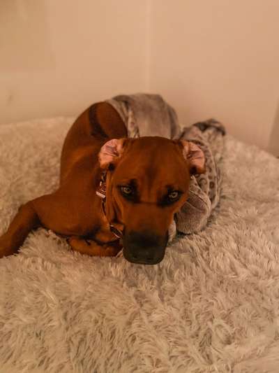 Rhodesian Ridgeback-Beitrag-Bild