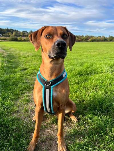 Rhodesian Ridgeback-Beitrag-Bild