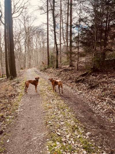 Rhodesian Ridgeback-Beitrag-Bild
