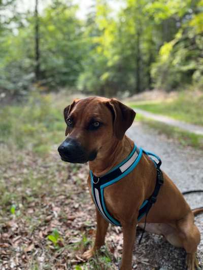 Rhodesian Ridgeback-Beitrag-Bild