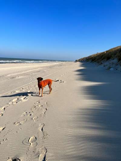 Rhodesian Ridgeback-Beitrag-Bild