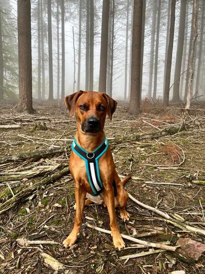 Rhodesian Ridgeback-Beitrag-Bild