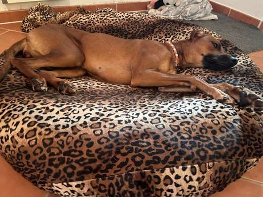 Rhodesian Ridgeback-Beitrag-Bild