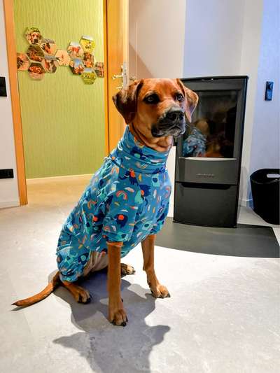 Rhodesian Ridgeback-Beitrag-Bild