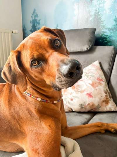 Rhodesian Ridgeback-Beitrag-Bild
