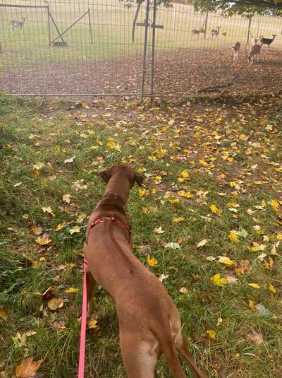 Rhodesian Ridgeback-Beitrag-Bild