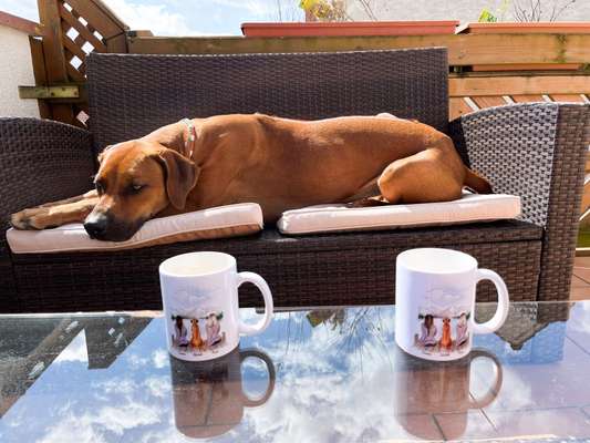Rhodesian Ridgeback-Beitrag-Bild