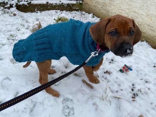 Rhodesian Ridgeback-Beitrag-Bild