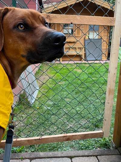 Rhodesian Ridgeback-Beitrag-Bild