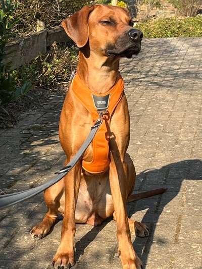 Rhodesian Ridgeback-Beitrag-Bild