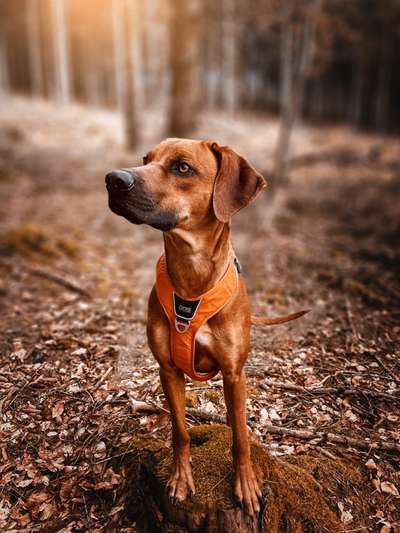 Rhodesian Ridgeback-Beitrag-Bild