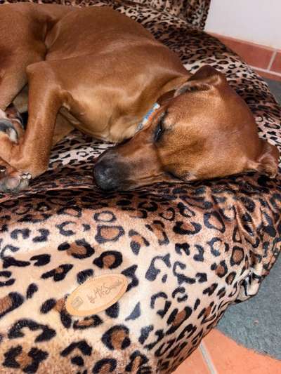 Rhodesian Ridgeback-Beitrag-Bild