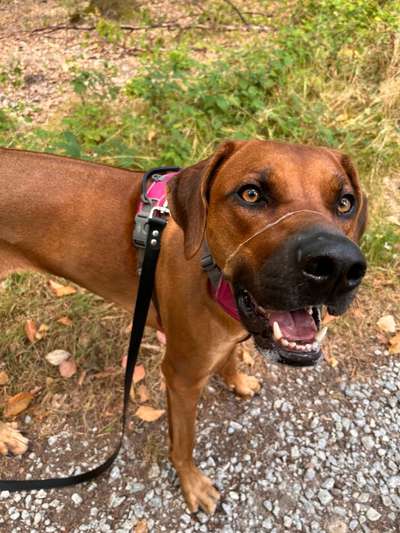 Rhodesian Ridgeback-Beitrag-Bild