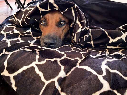 Rhodesian Ridgeback-Beitrag-Bild