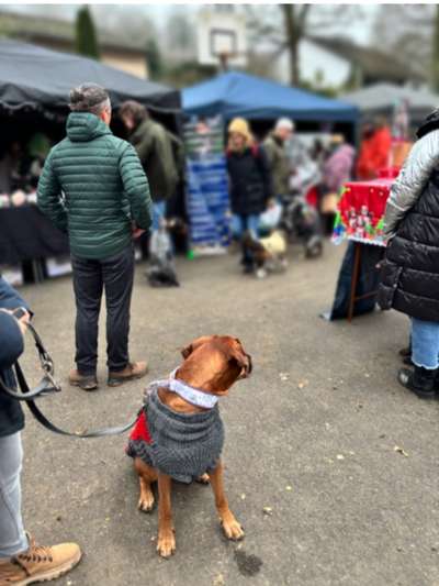 Rhodesian Ridgeback-Beitrag-Bild