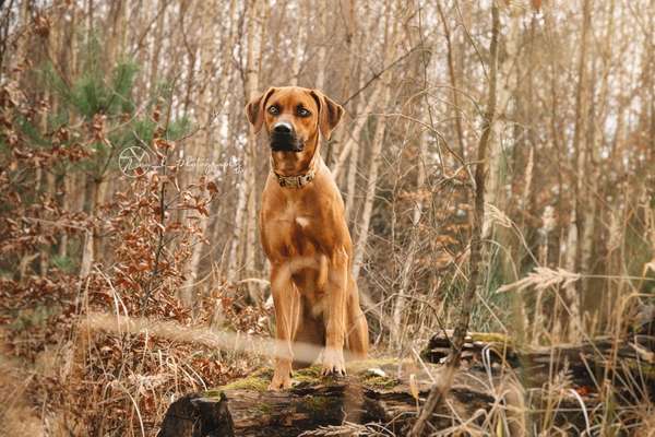 Rhodesian Ridgeback-Beitrag-Bild