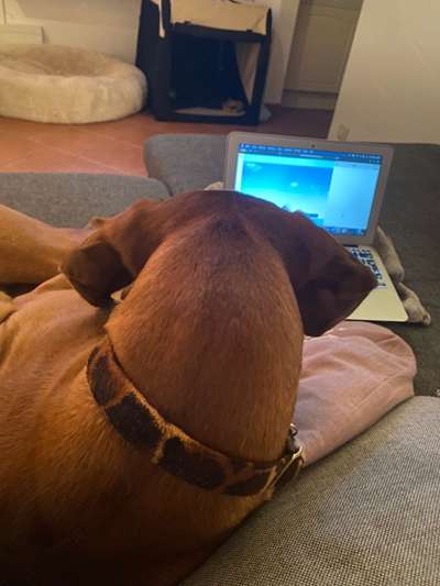 Rhodesian Ridgeback-Beitrag-Bild