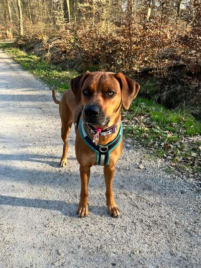 Rhodesian Ridgeback-Beitrag-Bild