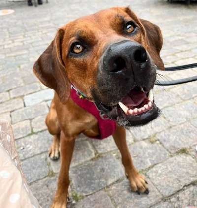 Rhodesian Ridgeback-Beitrag-Bild