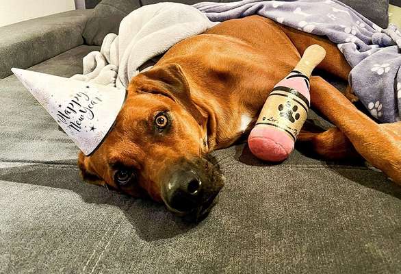 Rhodesian Ridgeback-Beitrag-Bild