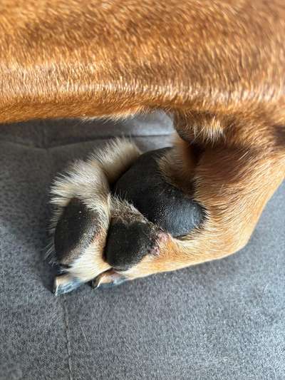 Rhodesian Ridgeback-Beitrag-Bild