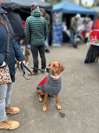 Rhodesian Ridgeback-Beitrag-Bild