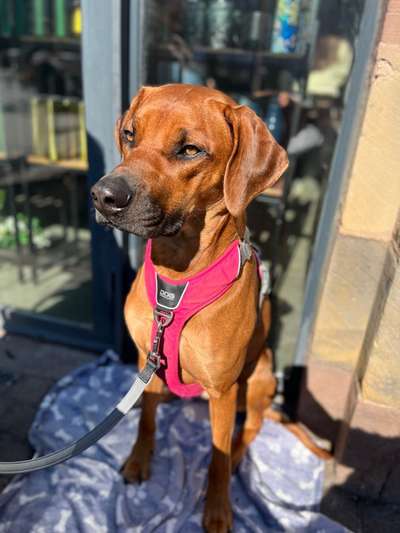 Rhodesian Ridgeback-Beitrag-Bild