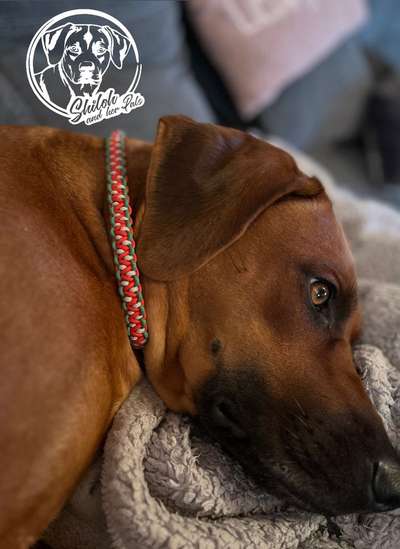 Rhodesian Ridgeback-Beitrag-Bild