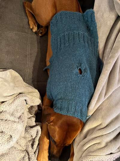 Rhodesian Ridgeback-Beitrag-Bild