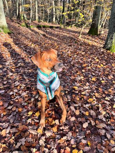 Rhodesian Ridgeback-Beitrag-Bild