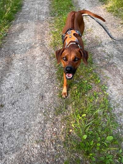 Rhodesian Ridgeback-Beitrag-Bild