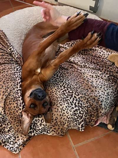 Rhodesian Ridgeback-Beitrag-Bild