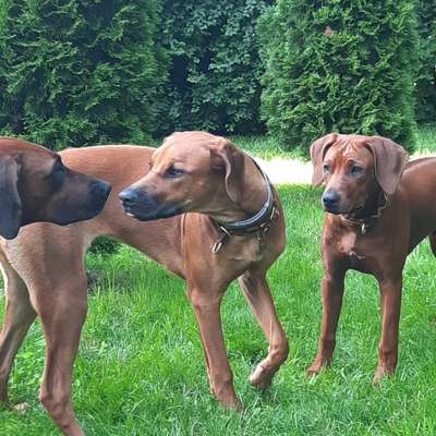 Rhodesian Ridgeback-Beitrag-Bild