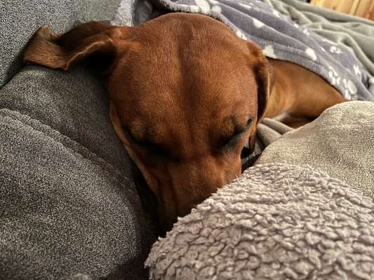 Rhodesian Ridgeback-Beitrag-Bild