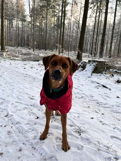 Rhodesian Ridgeback-Beitrag-Bild