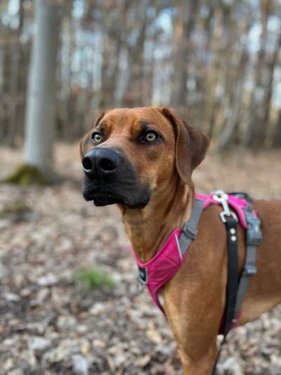 Rhodesian Ridgeback-Beitrag-Bild