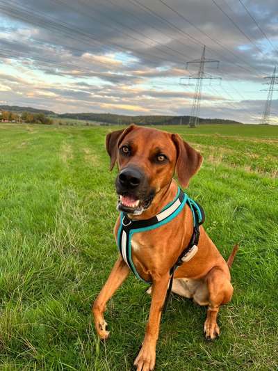 Rhodesian Ridgeback-Beitrag-Bild