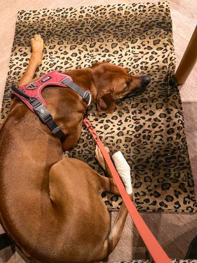 Rhodesian Ridgeback-Beitrag-Bild