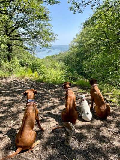 Rhodesian Ridgeback-Beitrag-Bild
