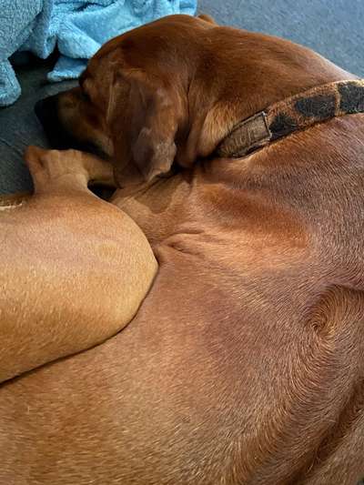 Rhodesian Ridgeback-Beitrag-Bild