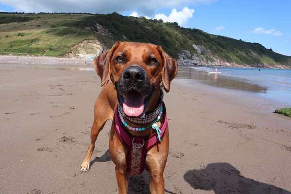 Rhodesian Ridgeback-Beitrag-Bild