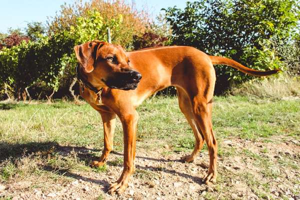Rhodesian Ridgeback-Beitrag-Bild