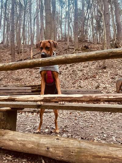 Rhodesian Ridgeback-Beitrag-Bild