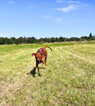 Rhodesian Ridgeback-Beitrag-Bild