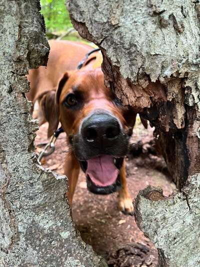 Rhodesian Ridgeback-Beitrag-Bild
